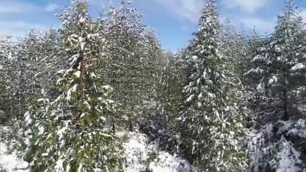 Avslöja Snötäckt Utsikt Över Bergen Berg Med Snö Och Tallar — Stockvideo