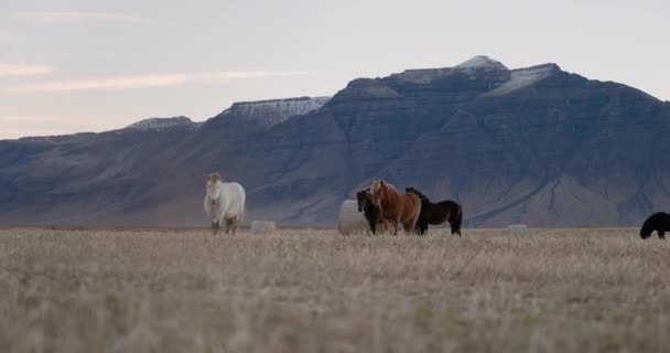 Islandská krajina s koňmi vpředu