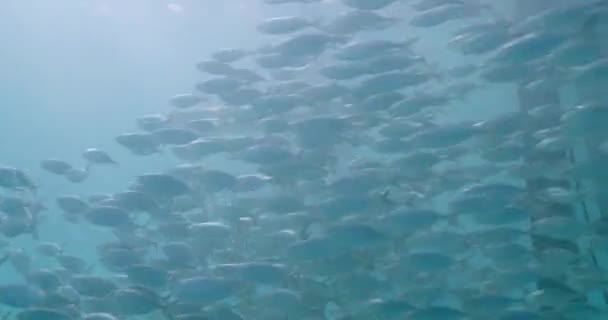 Ψάρια Και Καρχαρίες Κολυμπούν Υποβρύχιος Φωτογράφος — Αρχείο Βίντεο