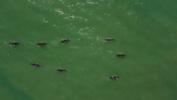 专业皮划艇队在阳光照射下在绿色大西洋上的空中俯冲射击 — 图库视频影像