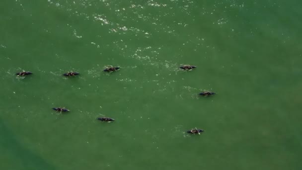 Vue Aérienne Haut Bas Équipe Professionnelle Kayak Ramant Sur Océan — Video