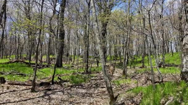 Forêt Repousse Après Les Feux Brousse Brûlés Grands Arbres Noirs — Video