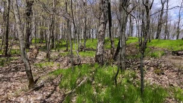 Árvores Altas Queimadas Que Regrowing Após Fogos Arbusto Com Grama — Vídeo de Stock