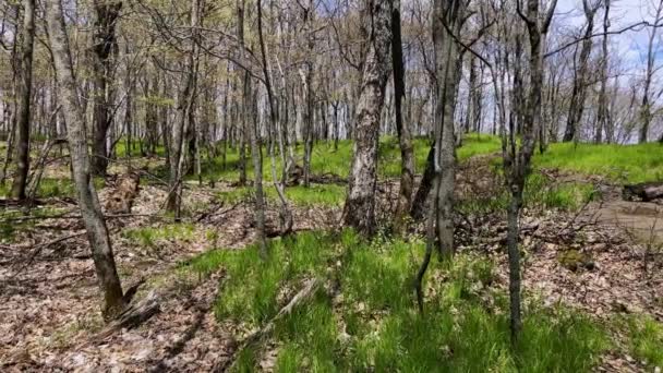 Les Grands Arbres Brûlés Repoussent Après Des Feux Brousse Avec — Video