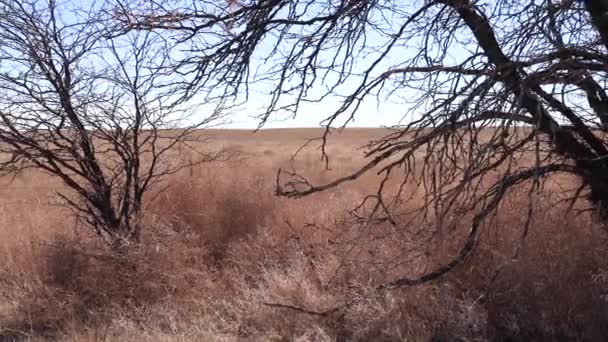 Dolly Colorado Plains Left Right — Stock Video