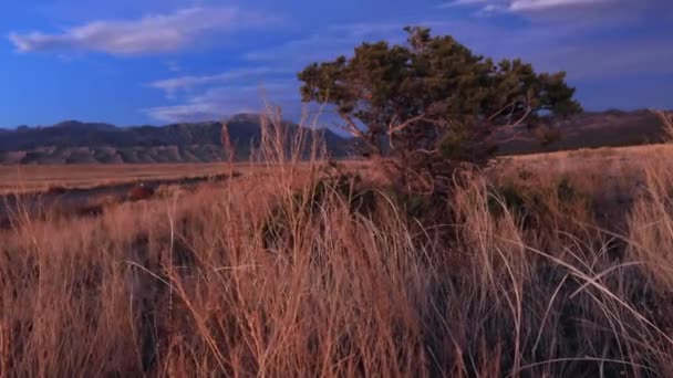 Great Sands Nationalpark Dolly Mit Baum — Stockvideo