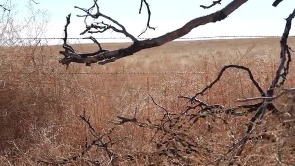 Llanos Dolly Disparo Cerca — Vídeos de Stock