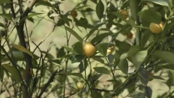 Gelbe Zitronen Einem Baum Der Vom Wind Bewegt Wird Hintergrund — Stockvideo