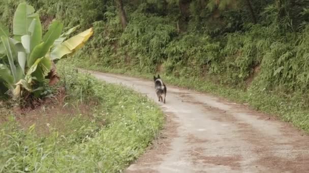 Sokak Köpeği Toprak Yolda Yürüyor — Stok video