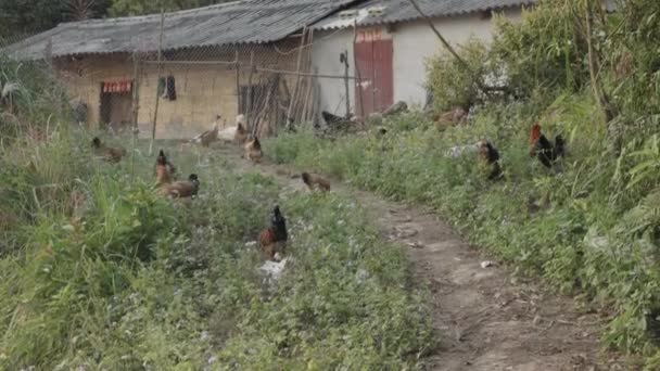 Μακρινή Αγροτική Σκηνή Φτωχικού Σπιτιού Και Χωματόδρομος Γεμάτος Κοτόπουλα Και — Αρχείο Βίντεο
