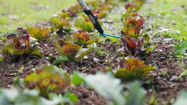 Zahradník Pletí Svou Zahradu Salát — Stock video