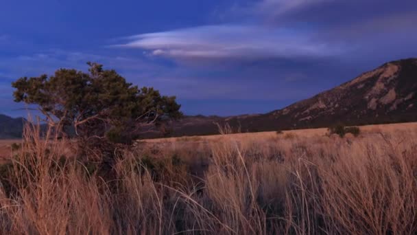 Árvore Great Sands National Park Dolly — Vídeo de Stock