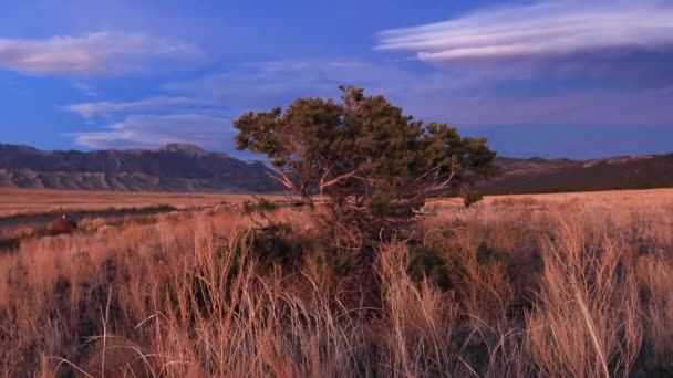 Velký Písečný Národní Park Dolly Stromem Zleva Doprava — Stock video