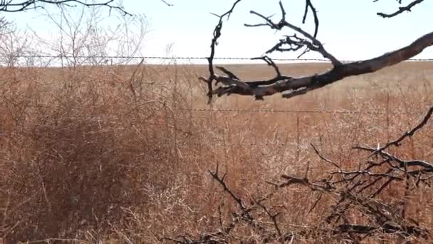 Κολοράντο Plains Dolly Αριστερά Προς Δεξιά — Αρχείο Βίντεο