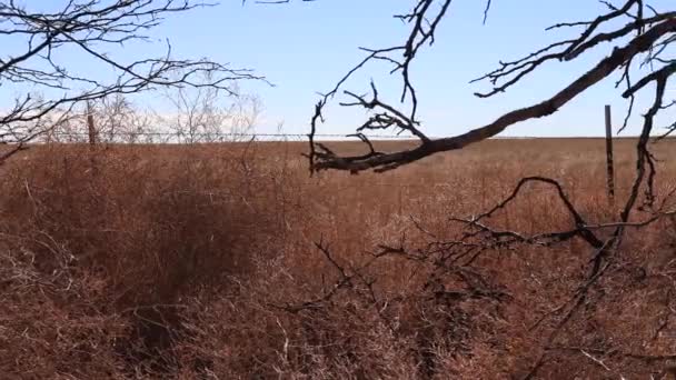 Dolly Video Colorado Llanos Con Árbol — Vídeos de Stock