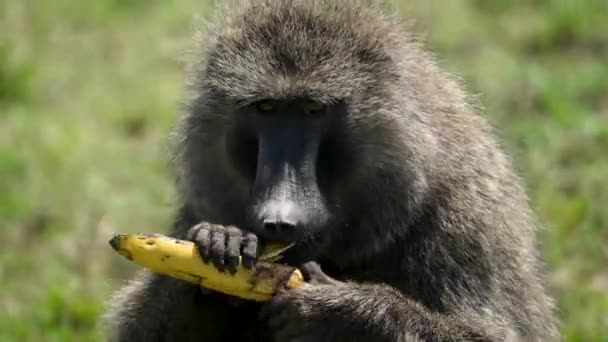 Chacma Pawian Przy Użyciu Rąk Zębów Obierania Jedzenia Banana Zbliżenie — Wideo stockowe