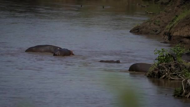 ヒッポの家族は銀行の近くの川で一緒に近くにいる — ストック動画