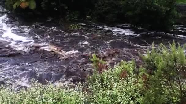 Rivière Précipitée Pendant Inondation Dans Forêt Avec Des Fougères Incliner — Video