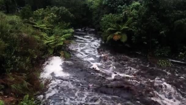Rivière Déchaînée Pendant Inondation Dans Forêt Avec Des Fougères Inclinez — Video