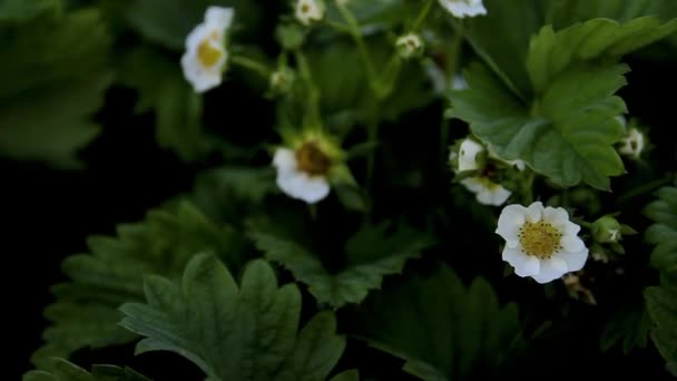 Aardbeien Plant Met Stengel Bloem Voorraad Video — Stockvideo