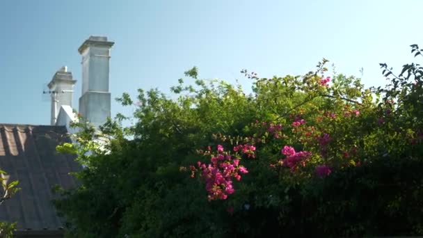 Bougainvillea Bloemtak Ongetrimde Heg Sterke Wind Met Schoorstenen Achtergrond Laat — Stockvideo