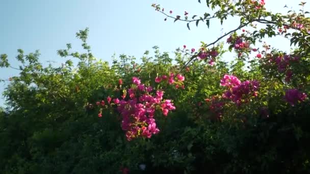 強風のブーゲンビリアの花の枝 緑と煙突を背景に 午後遅くの光 — ストック動画