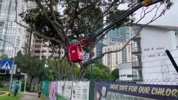 Робітник Обрізає Дерево Поза Школою Новене Сінгапур — стокове відео