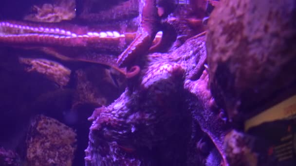 Octopus Aquarium — Stockvideo