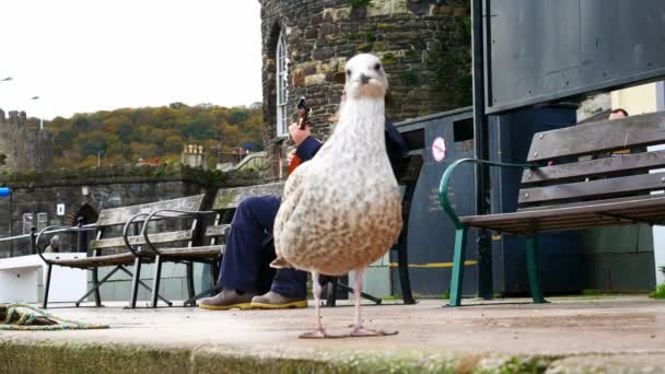 Seagull Fotobombing Skäggig Manlig Musiker Spelar Akustisk Banjo Musik Avkopplande — Stockvideo