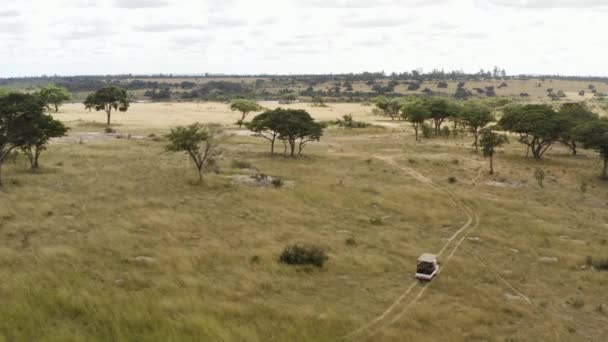 Aerial Follows Safari Car Savannah Zimbabwe — Stock Video