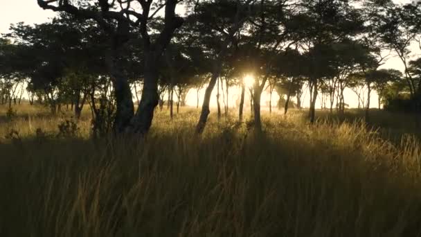 Lotnictwo Leci Przodu Między Drzewami Podczas Złotej Godziny Imire Zimbabwe — Wideo stockowe