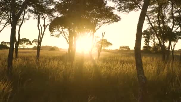Luftflug Zwischen Bäumen Während Der Goldenen Stunde Der Savanne Simbabwe — Stockvideo