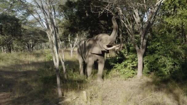 Aerial Elephant Trying Break Branches Tree Zimbabwe — Stock Video