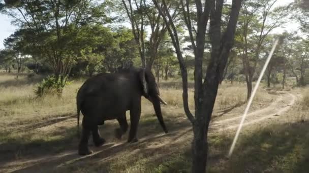 Aerial Está Seguindo Elefante Por Trás Que Está Caminhando Por — Vídeo de Stock