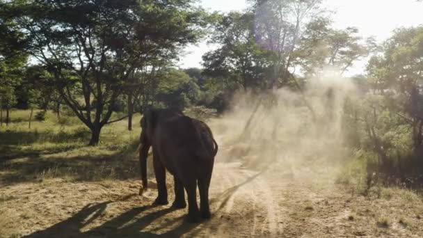 Aérea Dando Vueltas Alrededor Elefante Soplando Arena Por Todo Cuerpo — Vídeos de Stock