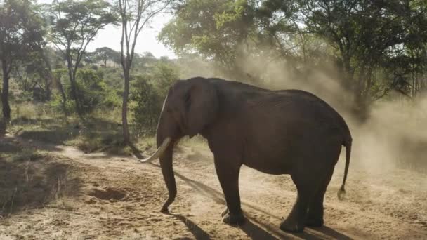 在津巴布韦的一个炎热的日子里 一只大象在他的身上喷出了沙子 — 图库视频影像