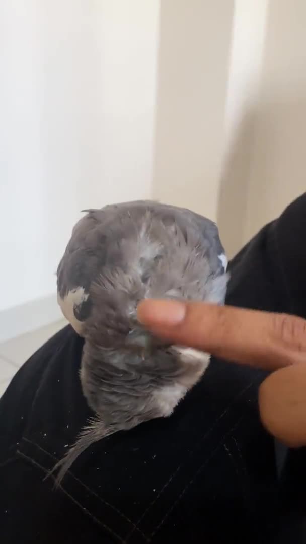 Pájaro Cacatúa Cara Blanca Siendo Acariciado Por Dedo Una Mujer — Vídeo de stock