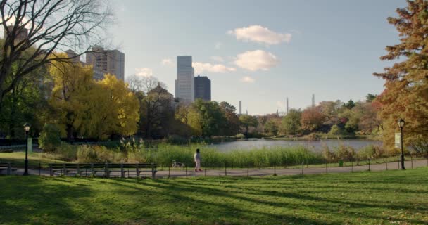Woman Pink Pants Walks Dog Harlem Meer Central Park New — Stock Video