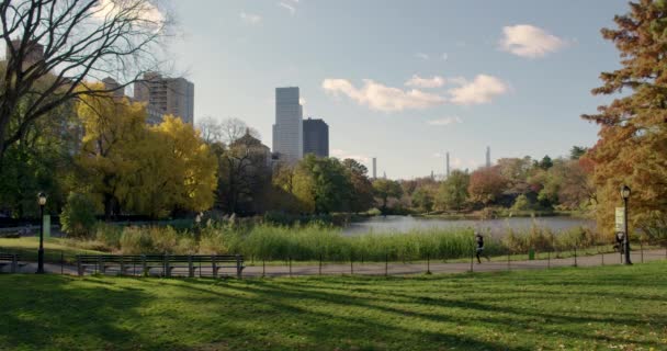 Man Jogs Harlem Meer Central Park New York City — Stock Video