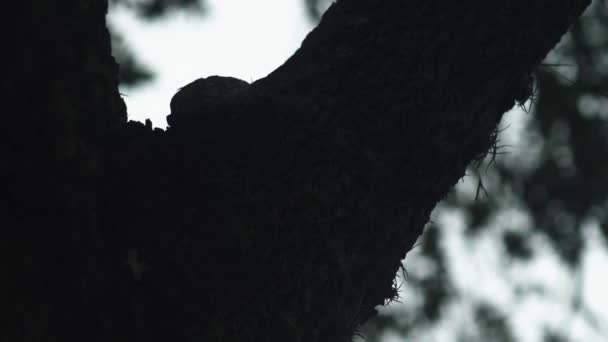 Detailní Záběr Větve Stromu — Stock video