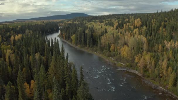 Fantastiska Flygbilder Floden Löper Genom Skogslandskap Solnedgång Kanada — Stockvideo