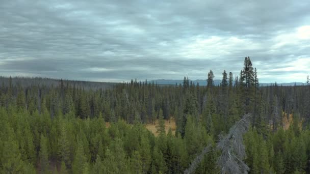 Vaste Nature Sauvage Colombie Britannique Canada Montée Des Drones Révèle — Video