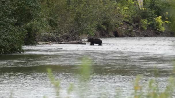 Niedźwiedź Grizzly Przepływający Rzekę Atnorko Kolumbii Brytyjskiej Kanada — Wideo stockowe
