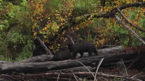 Grizzly Bear Family Foraging Wild British Colombia Canadá — Vídeos de Stock