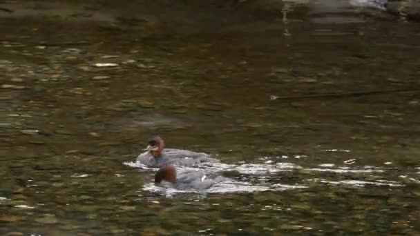 Pair Common Merganser Ducks Swim Upstream River Tracking Shot — Stock Video