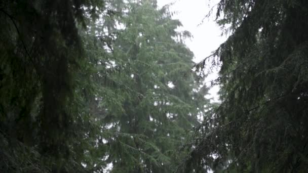 Zeitlupenaufnahme Von Stimmungsvollen Kiefern Einem Dunklen Regenwald Wald Mit Großen — Stockvideo