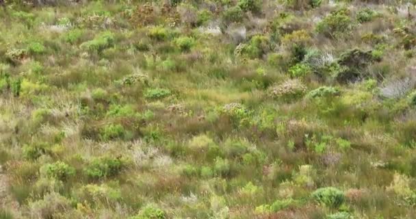 Tepenin Yamacındaki Fundalıkta Esen Güçlü Rüzgar Desenler Gibi Dalgalar Yaratıyor — Stok video