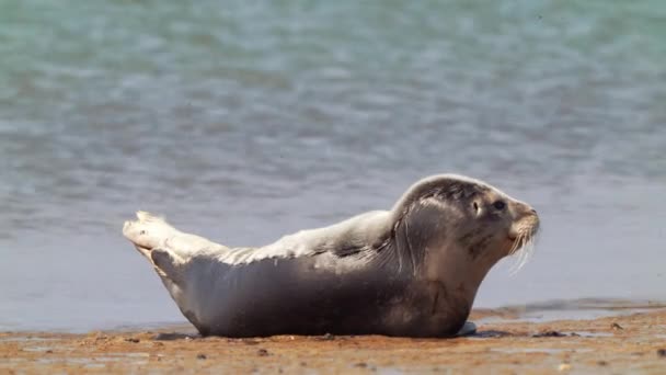 普通海豹幼仔在海滩晒日光浴 海浪冲刷海岸 — 图库视频影像