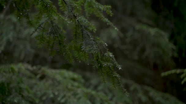 Zblízka záběr zelené borovice větev s kapkami vody při dešti. Tmavé smrkové jehličí s padajícím deštěm, v náladově zeleném lese.