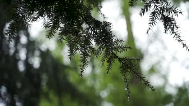 雨天用水滴把一棵绿松树枝的近照拍了下来 落雨的黑云杉针叶 — 图库视频影像